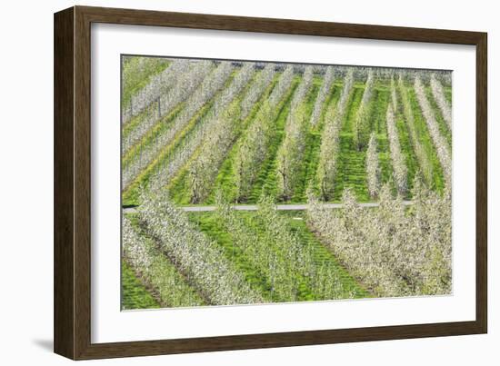 Flowering Apple Orchards, Villa of Tirano, Province of Sondrio, Valtellina, Lombardy, Italy, Europe-Roberto Moiola-Framed Photographic Print