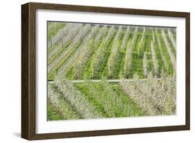 Flowering Apple Orchards, Villa of Tirano, Province of Sondrio, Valtellina, Lombardy, Italy, Europe-Roberto Moiola-Framed Photographic Print