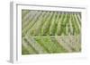 Flowering Apple Orchards, Villa of Tirano, Province of Sondrio, Valtellina, Lombardy, Italy, Europe-Roberto Moiola-Framed Photographic Print