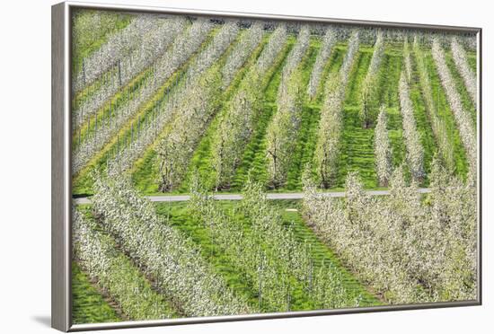 Flowering Apple Orchards, Villa of Tirano, Province of Sondrio, Valtellina, Lombardy, Italy, Europe-Roberto Moiola-Framed Photographic Print