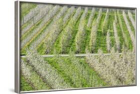 Flowering Apple Orchards, Villa of Tirano, Province of Sondrio, Valtellina, Lombardy, Italy, Europe-Roberto Moiola-Framed Photographic Print