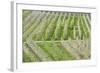 Flowering Apple Orchards, Villa of Tirano, Province of Sondrio, Valtellina, Lombardy, Italy, Europe-Roberto Moiola-Framed Photographic Print