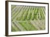 Flowering Apple Orchards, Villa of Tirano, Province of Sondrio, Valtellina, Lombardy, Italy, Europe-Roberto Moiola-Framed Photographic Print