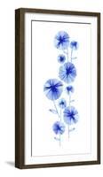 Flowering Aster-null-Framed Giclee Print