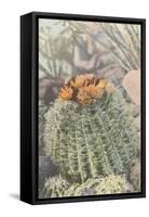 Flowering Barrel Cactus-null-Framed Stretched Canvas