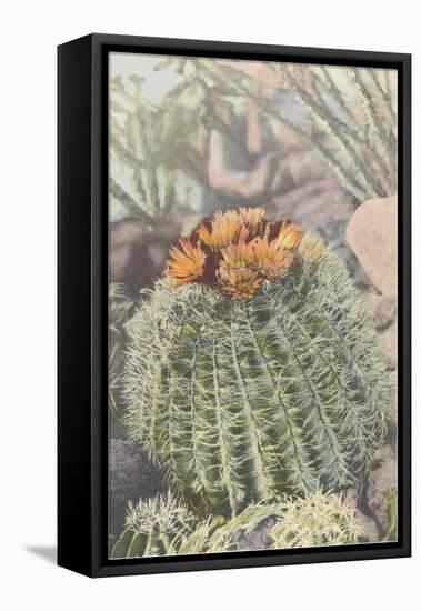 Flowering Barrel Cactus-null-Framed Stretched Canvas