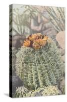 Flowering Barrel Cactus-null-Stretched Canvas