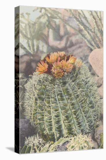 Flowering Barrel Cactus-null-Stretched Canvas