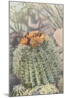 Flowering Barrel Cactus-null-Mounted Art Print