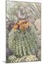Flowering Barrel Cactus-null-Mounted Art Print