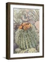 Flowering Barrel Cactus-null-Framed Art Print