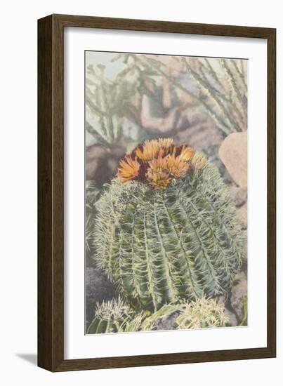 Flowering Barrel Cactus-null-Framed Art Print