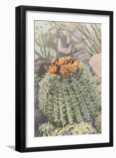 Flowering Barrel Cactus-null-Framed Art Print