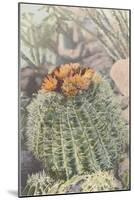 Flowering Barrel Cactus-null-Mounted Art Print