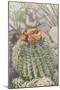 Flowering Barrel Cactus-null-Mounted Art Print