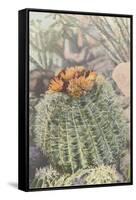 Flowering Barrel Cactus-null-Framed Stretched Canvas