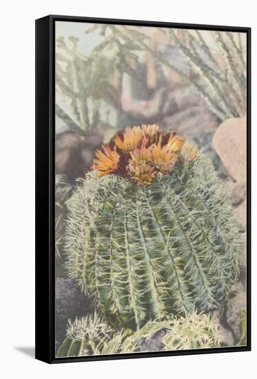 Flowering Barrel Cactus-null-Framed Stretched Canvas