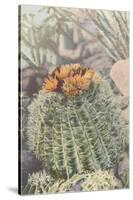 Flowering Barrel Cactus-null-Stretched Canvas
