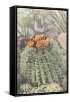 Flowering Barrel Cactus-null-Framed Stretched Canvas