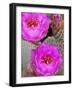 Flowering Beavertail Cactus, Joshua Tree National Park, California, Usa-Jamie & Judy Wild-Framed Photographic Print