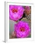 Flowering Beavertail Cactus, Joshua Tree National Park, California, Usa-Jamie & Judy Wild-Framed Photographic Print