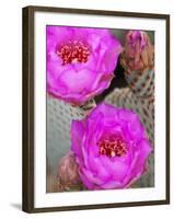 Flowering Beavertail Cactus, Joshua Tree National Park, California, Usa-Jamie & Judy Wild-Framed Photographic Print