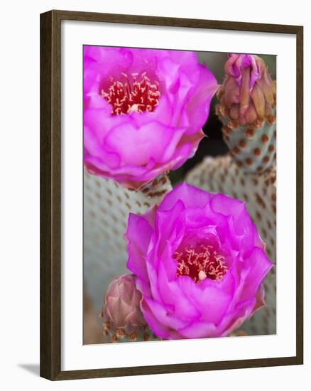 Flowering Beavertail Cactus, Joshua Tree National Park, California, Usa-Jamie & Judy Wild-Framed Photographic Print