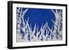 Flowering Blackthorn 3, 2006-Richard Pomeroy-Framed Giclee Print