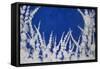 Flowering Blackthorn 3, 2006-Richard Pomeroy-Framed Stretched Canvas