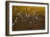 Flowering Blackthorn 4, 2008-Richard Pomeroy-Framed Giclee Print