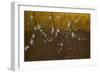 Flowering Blackthorn 4, 2008-Richard Pomeroy-Framed Giclee Print