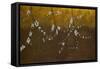 Flowering Blackthorn 4, 2008-Richard Pomeroy-Framed Stretched Canvas