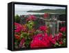 Flowering Bougainvillea & Ruins, Chateau Dubuc, Martinique, French Antilles, West Indies-Scott T. Smith-Framed Stretched Canvas