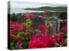 Flowering Bougainvillea & Ruins, Chateau Dubuc, Martinique, French Antilles, West Indies-Scott T. Smith-Stretched Canvas