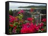 Flowering Bougainvillea & Ruins, Chateau Dubuc, Martinique, French Antilles, West Indies-Scott T. Smith-Framed Stretched Canvas