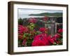 Flowering Bougainvillea & Ruins, Chateau Dubuc, Martinique, French Antilles, West Indies-Scott T. Smith-Framed Photographic Print