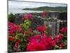 Flowering Bougainvillea & Ruins, Chateau Dubuc, Martinique, French Antilles, West Indies-Scott T. Smith-Mounted Photographic Print