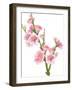 Flowering Branch-Wikki-Framed Art Print