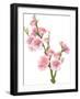 Flowering Branch-Wikki-Framed Art Print