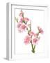 Flowering Branch-Wikki-Framed Art Print