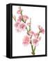 Flowering Branch-Wikki-Framed Stretched Canvas