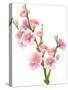 Flowering Branch-Wikki-Stretched Canvas