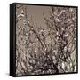 Flowering Branches 5756-Rica Belna-Framed Stretched Canvas