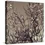 Flowering Branches 5756-Rica Belna-Stretched Canvas