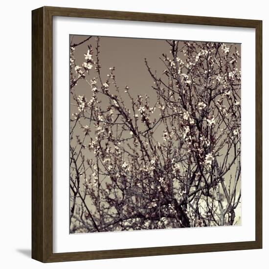 Flowering Branches 5756-Rica Belna-Framed Giclee Print