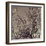 Flowering Branches 5756-Rica Belna-Framed Giclee Print