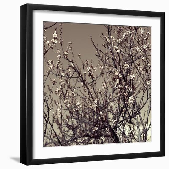 Flowering Branches 5756-Rica Belna-Framed Giclee Print