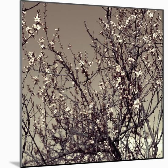 Flowering Branches 5756-Rica Belna-Mounted Giclee Print
