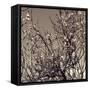 Flowering Branches 5756-Rica Belna-Framed Stretched Canvas