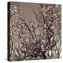 Flowering Branches 5756-Rica Belna-Stretched Canvas